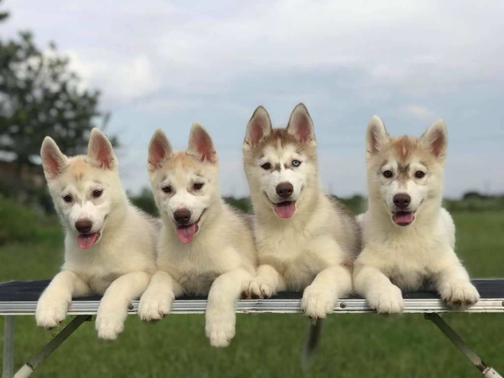 criadero de husky siberiano en mexico venta de cachorros manto red light colima