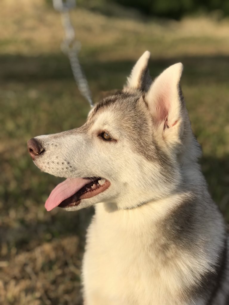 venta de cachorros husky siberiano manto red light