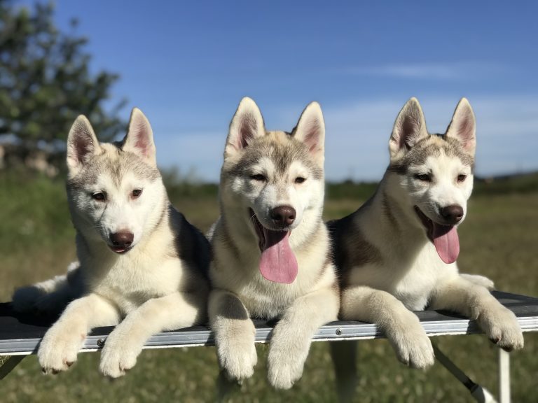 VENTA DE CACHORRITOS HUSKY SIBERIANO MANTO RED LIGHT COLIMA