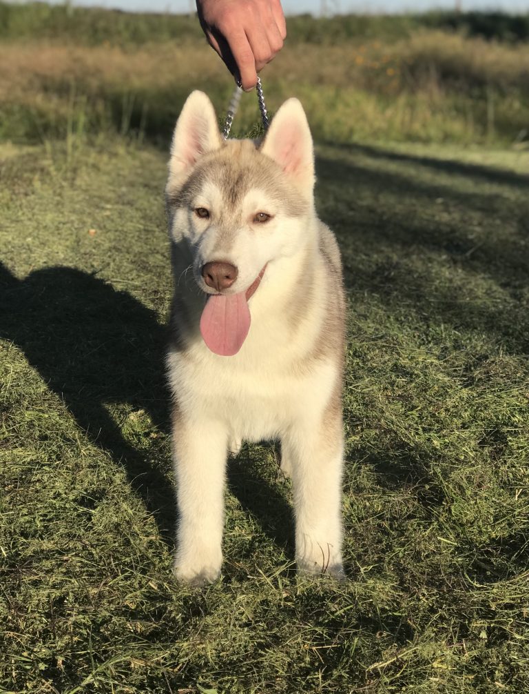 VENTA DE CACHORROS HUSKY SIBERIANO MANTO RED LIGHT COLIMA