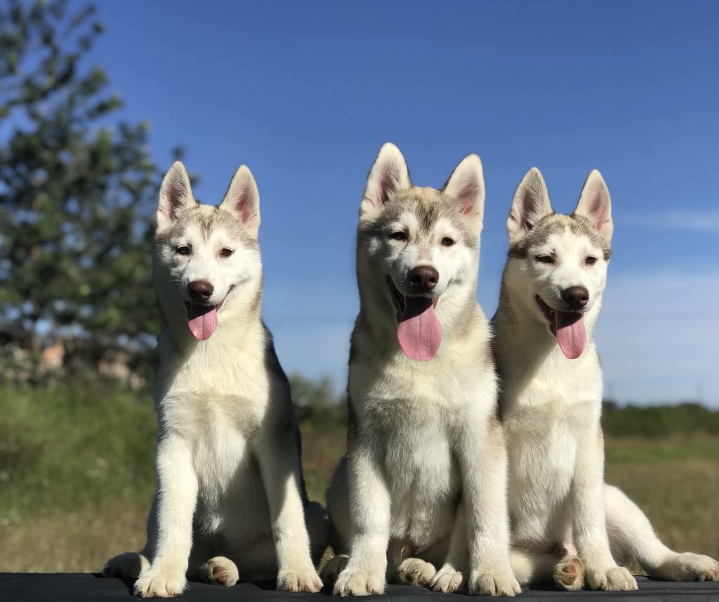 CACHORROS HUSKY SIBERIANO MANTO RED LIGHT PEDIGREE COLIMA