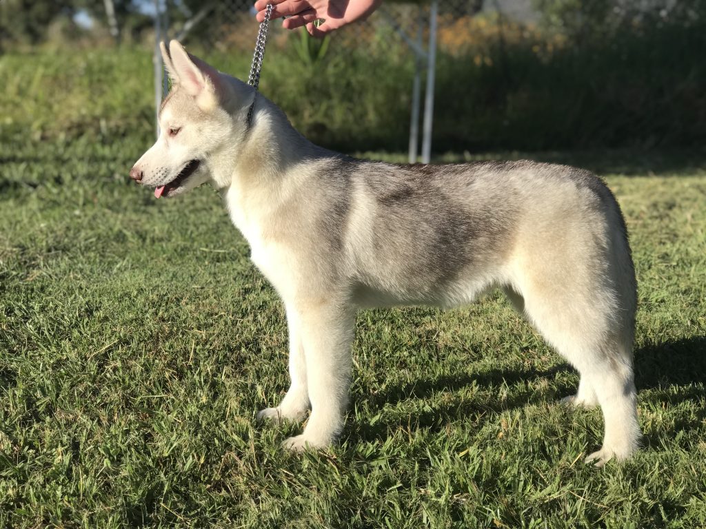 CACHORRO HUSKY MANTO RED LIGHT