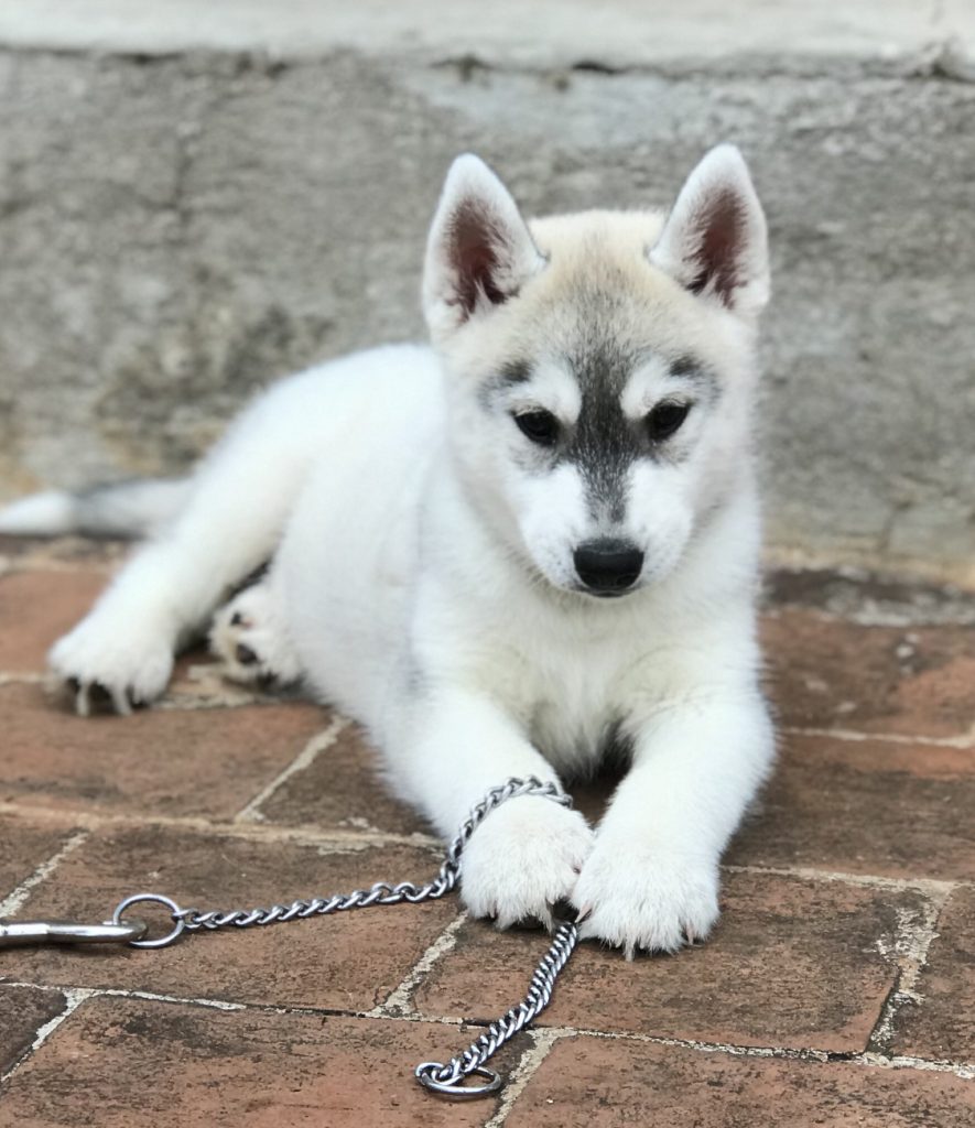 venta de cachorro husky siberiano manton gris en jalisco guanajuato durango cdmx guadalajara michoacan colima