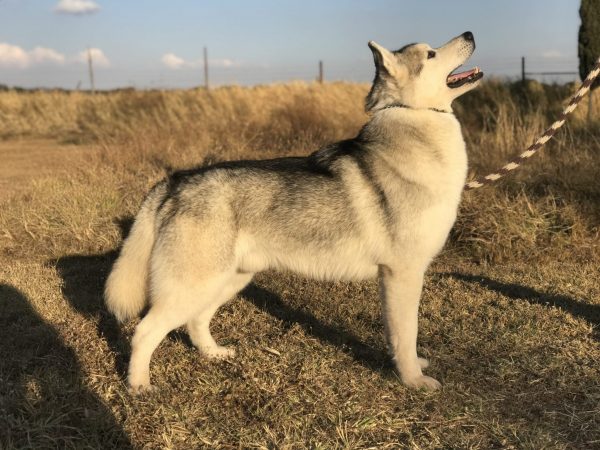 husky siberiano manto gris