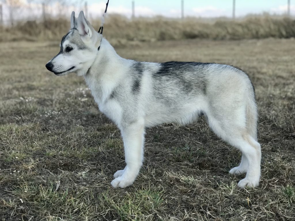 macho disponible husky siberiano en venta