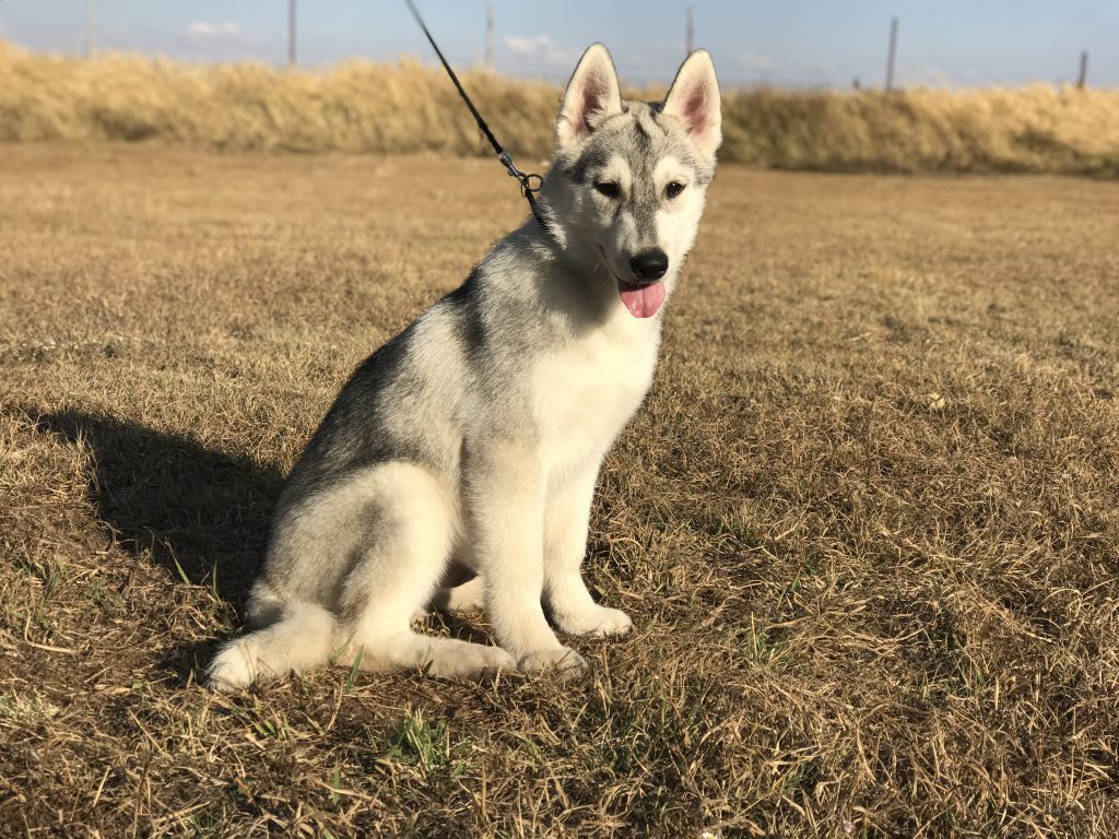 macho disponible husky siberiano en venta