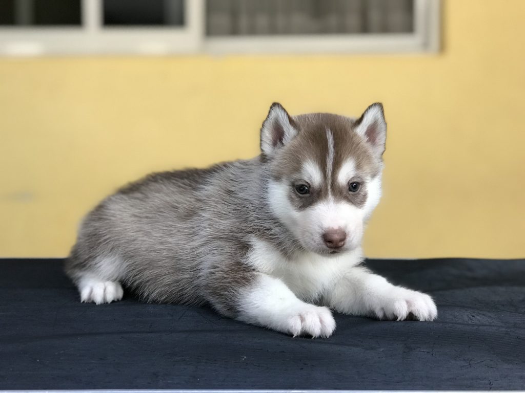 HUSKY SIBERIANO MANTO ROJO EN VENTA