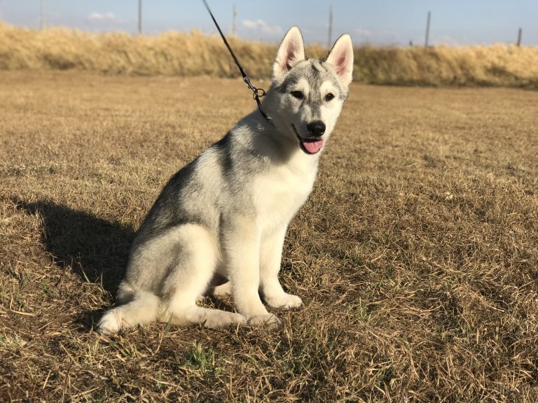 macho disponible husky siberiano en venta