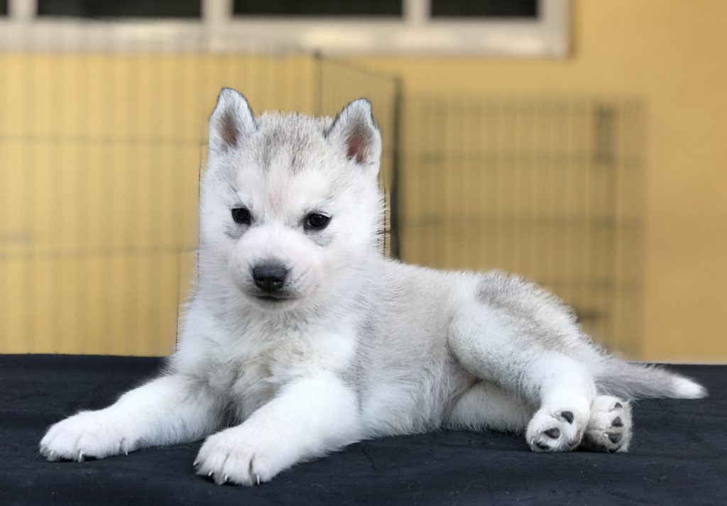 Venta Husky Siberiano manto gris color gris
