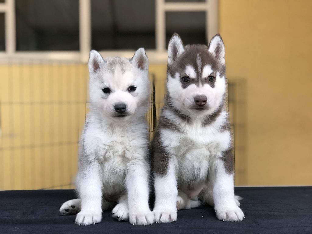 Venta Husky Siberiano color gris