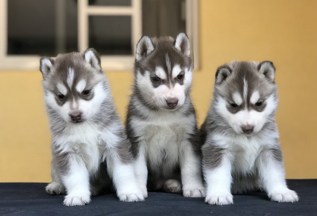 CRIADERO DE HUSKY SIBERIANO MANTO ROJO