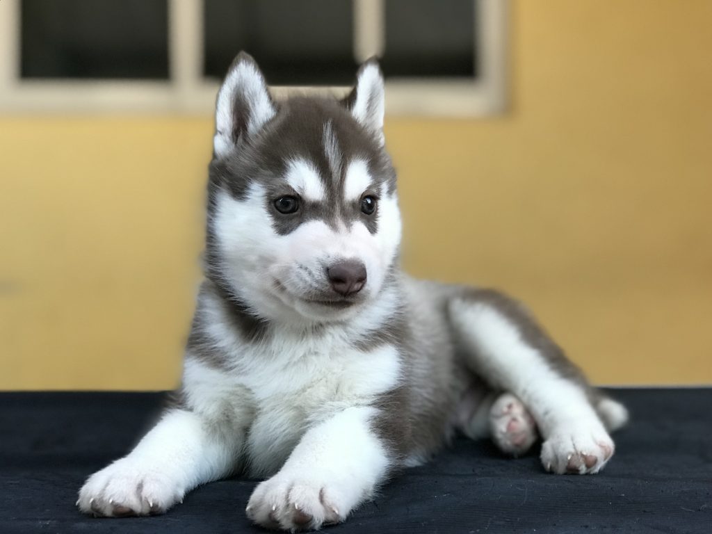 Husky Siberiano color rojo en venta