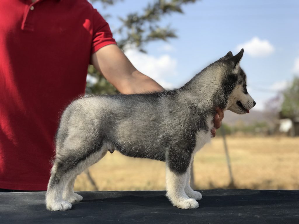 HUSKY SIBERIANO MANTO NEGRO CON PEDIGREE