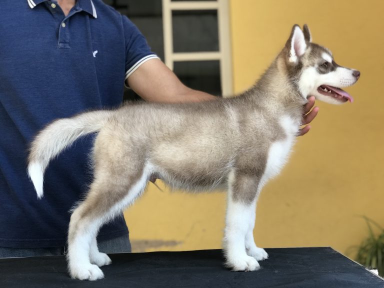 HUSKY SIBERIANO MANTO ROJO CON PEDIGREE