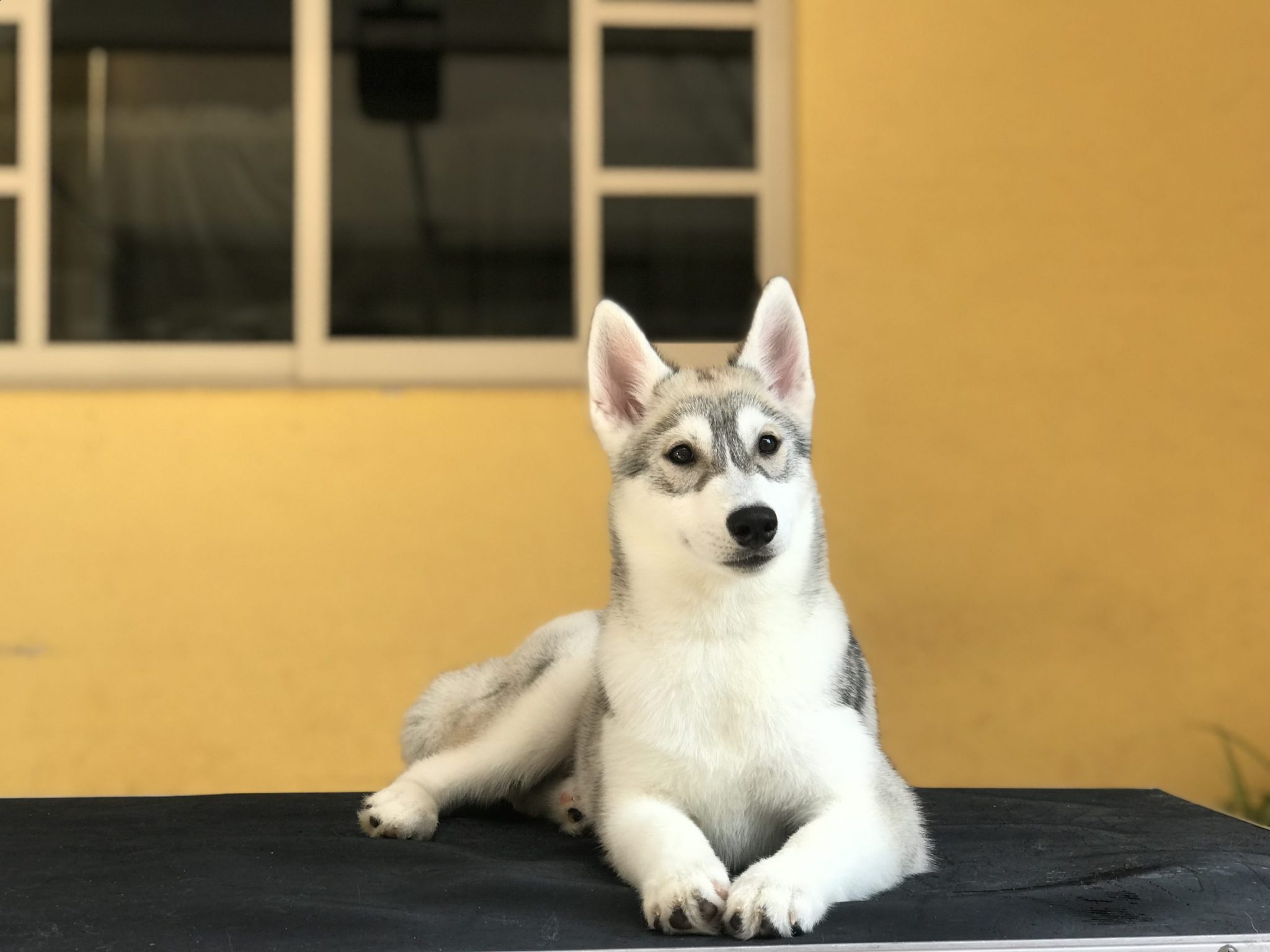 husky siberiano manto gris