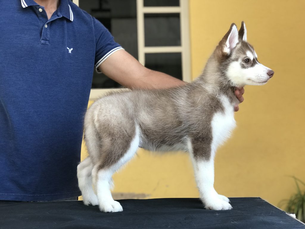 CACHORROS HUSKY MANTO ROJO CON PEDIGREE