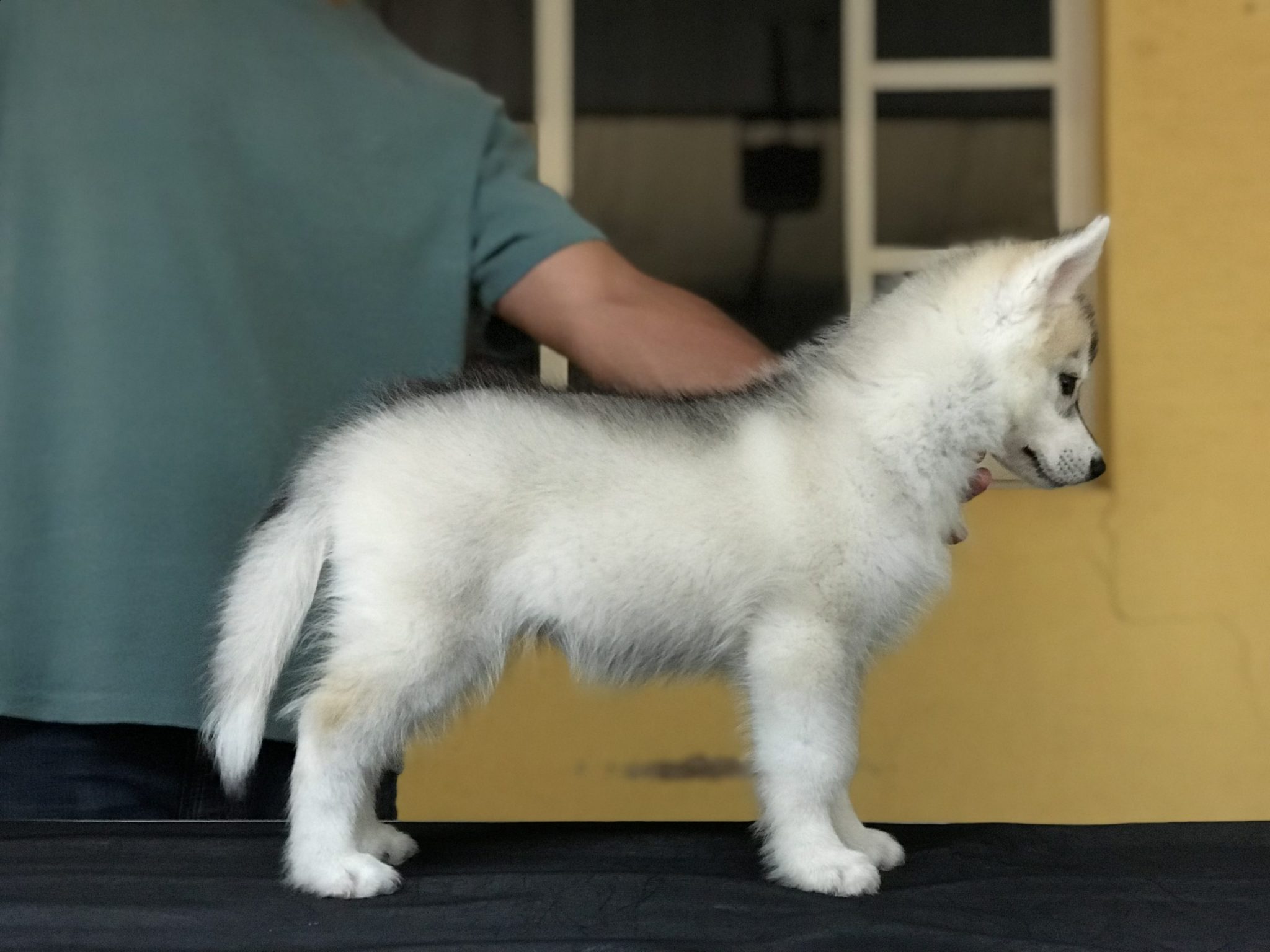 husky siberiano manto gris