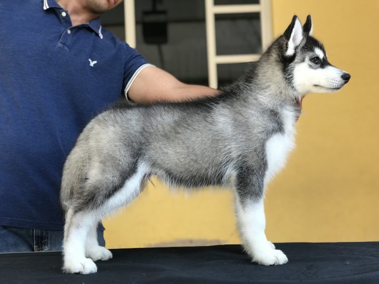 HUSKY SIBERIANO MANTO NEGRO CON PEDIGREE