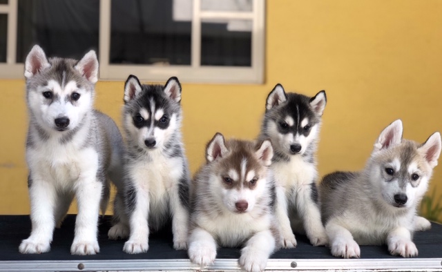 Precio de un Husky Siberiano con pedigree