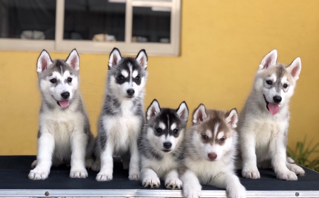 cachorros husky siberiano