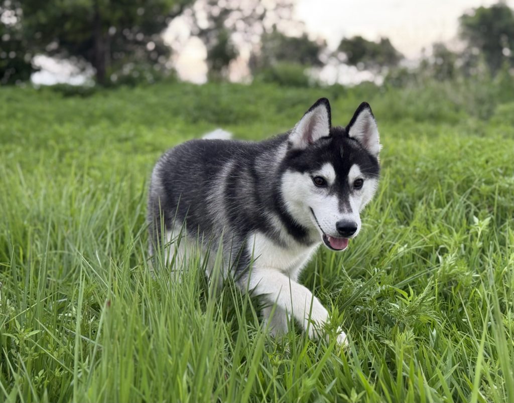 Husky manto negro