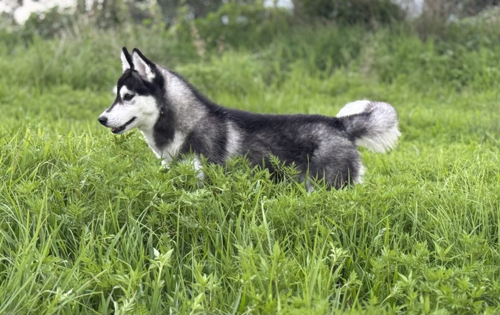 Husky siberiano manto negro