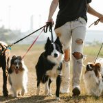 alimentación para perro