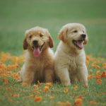 las mejores croquetas para perro