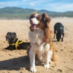 alimentación para perro croquetas