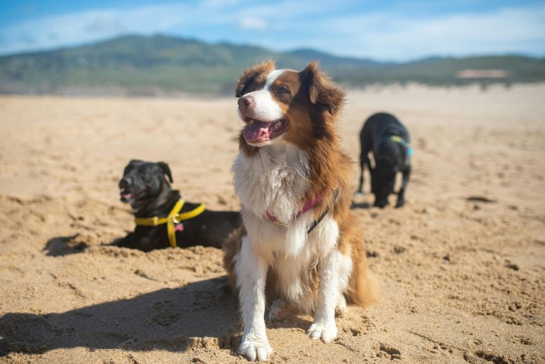 alimentación para perro croquetas